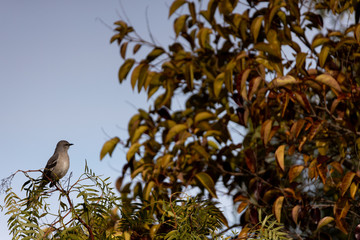 bird on branch