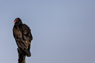 turkey vulture in tree