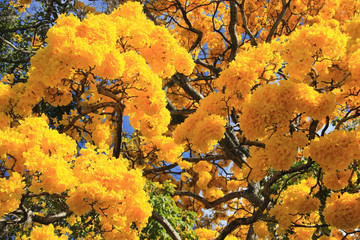 Yellow blossom in spring Tabebuia chrysantha or Araguaney the National tree of Venezuela an emblematic native species of extraordinary beauty