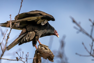 turkey vulture in a tree