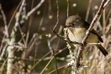 sparrow on branch