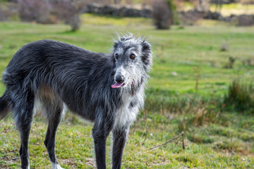 Black greyhound in the meadow