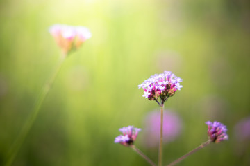 The background image of the colorful flowers