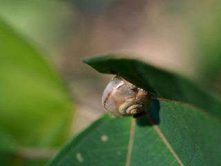 かたつむり