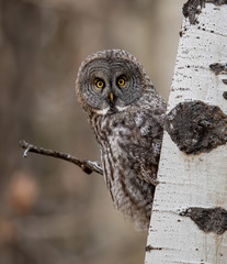 Fototapeta premium Great Grey Owl