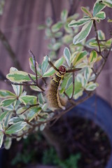 small caterpillar animal on tree