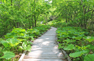 釧路湿原国立公園　湿原展望遊歩道