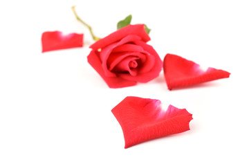 red petal of rose flower isolated on white background