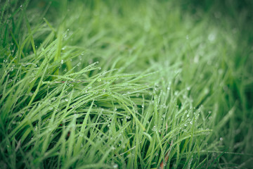 water dew drop on green grass garden