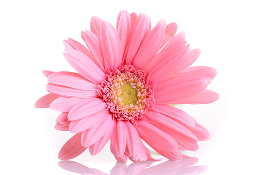 pink gerbera blooming in springtime, beautiful single flower isolated on white background © sutichak