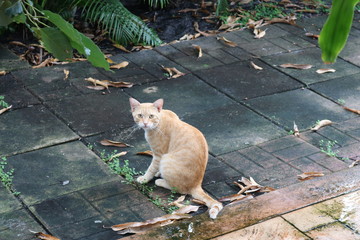 cat in the garden