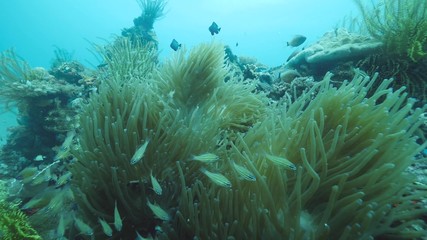 Fototapeta na wymiar Close up shot of sea anemone underwater with colorful fishes swimming around.