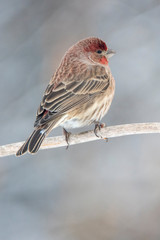 House finch in Idaho in winter at Christmas time