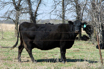Black Angus cattle grazing in pasture in Lyon County Kansas 