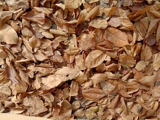 Dried leaves fall under the tree backgrounds and textures closeup for wallpaper interior design.