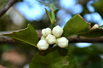 Bright white lemon blossoms surrounded by green leaves.