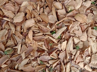 Dried leaves fall under the tree backgrounds and textures closeup for wallpaper interior design.