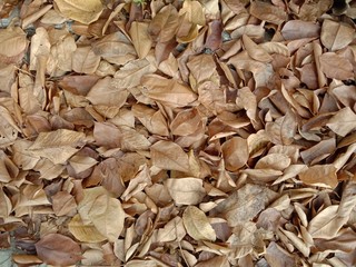Dried leaves fall under the tree backgrounds and textures closeup for wallpaper interior design.