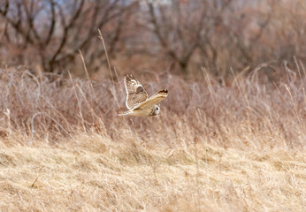 Short eared owl in flight 