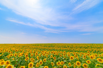青空とひまわり