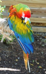 A beautiful rainbow Macau parrot cleaning its feathers