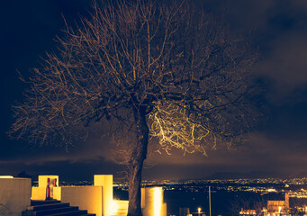 Piękne drzewo z rozłożystą koroną na tle miasta nocą