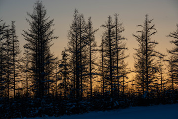 冬の夕暮れの空とカラマツ林