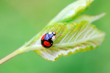 Lady beetles on plant leaves