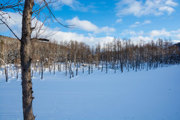 冬の青い池　美瑛町