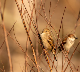 House Sparrow