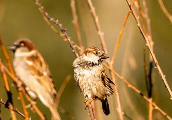 House Sparrow