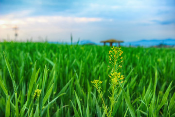 Obraz premium Scenery of Gochang Hakwon Blue Barley Farm, Jeonbuk, South Korea, Asia.