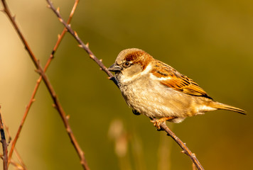 House Sparrow
