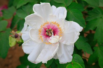 Obraz premium peony flowers