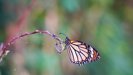Bright orange yellow white tropical butterfly on a dry web-covered branch. the birth of a butterfly from a larva.