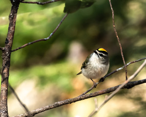 Obraz premium Kinglet 