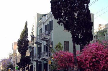Blooming bougainvillea on a street among houses in the center of Tel Aviv in Israel.
