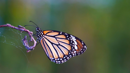 Bright orange yellow white tropical butterfly on a dry web-covered branch. the birth of a butterfly from a larva.