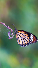 Bright orange yellow white tropical butterfly on a dry web-covered branch. the birth of a butterfly from a larva.