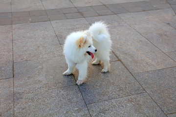White dog in the park