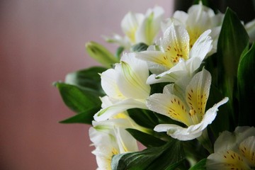 bouquet of irises, close-up. white iris flowers with yellow pestle