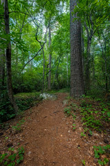 Mountain View Trail, Arabia Mountain, Georgia, USA