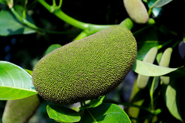 Asian summer fruits named Jackfruit scientific name Artocarpus heterophyllus,Small jackfruit...