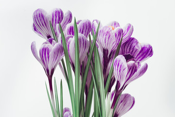 Close up of beautiful spring crocuses flower on light background with copy space. Holiday spring flowers.