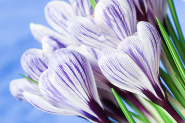 Composition with crocus flowers with purple striped pattern on bkue surface. Spring flowers background with copy space for womans or mothers day. Selective focus.