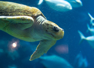 Swimming Turtle in Aquarium