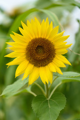 佐用町のひまわり畑