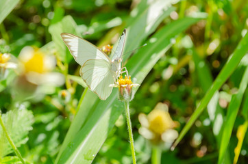 Ascia Monuste Landing On Spanish Needle