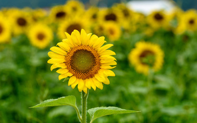 佐用町のひまわり畑