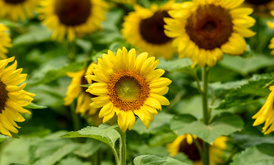 Naklejka premium 佐用町のひまわり畑